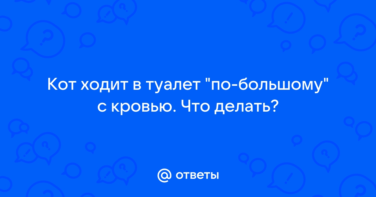 Кот ходит в туалет по-большому со слизью и кровью