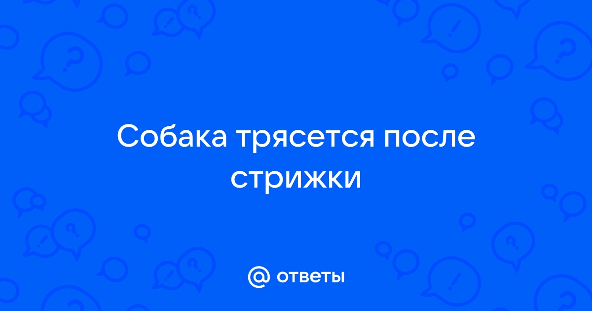 Почему собака дрожит: 6 основных причин