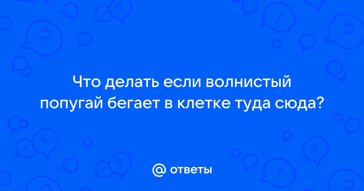 Почему попугай бегает туда-сюда?