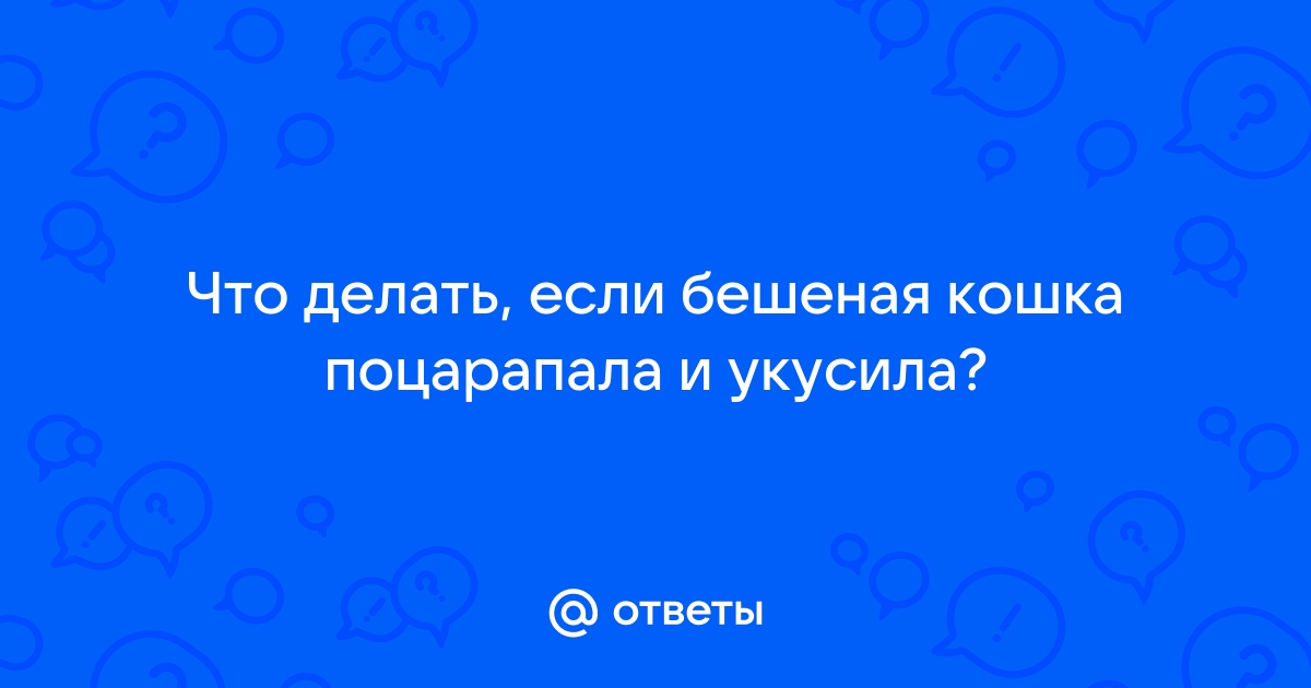 А кошка-то оказалась бешеной… Что делать, если она вас поцарапала | Авангард Online!