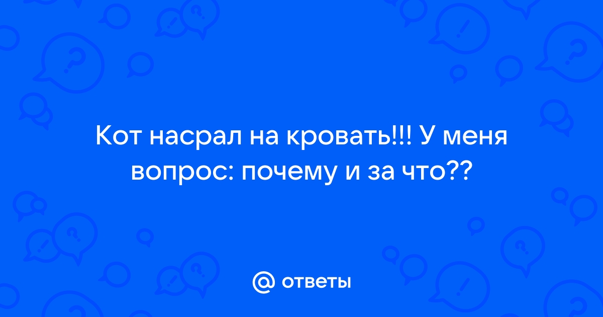 Котенок насрал на кровать