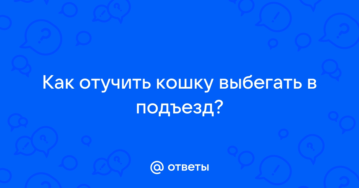 Что делать если кошка выбегает в подъезд когда открываешь дверь