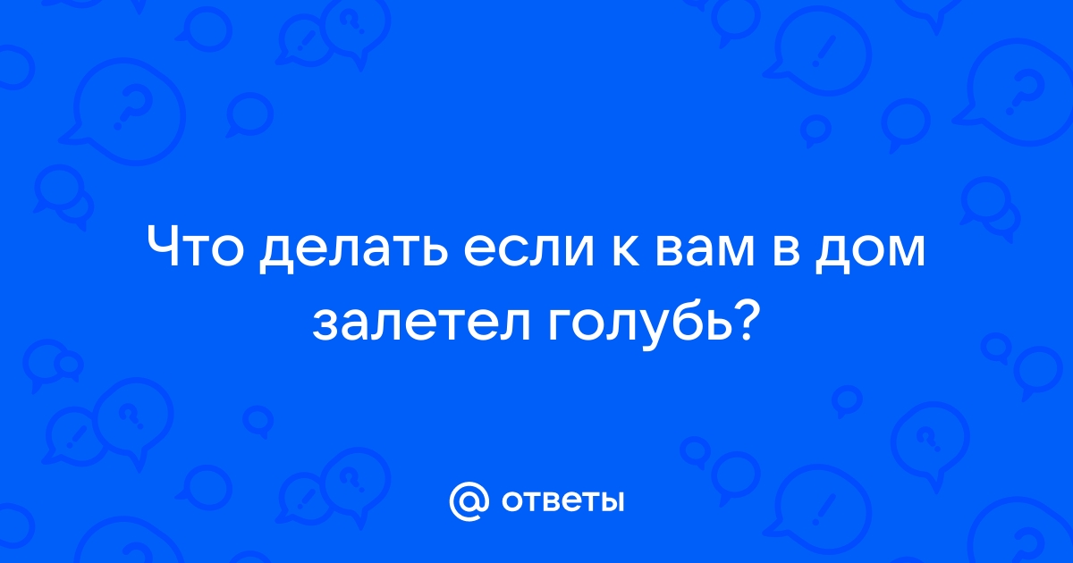 Залетел раненный голубь - Лечение голубей - Форумы zavodgt.ru - все о птицах