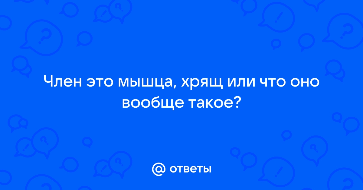 Половой член это мышца?