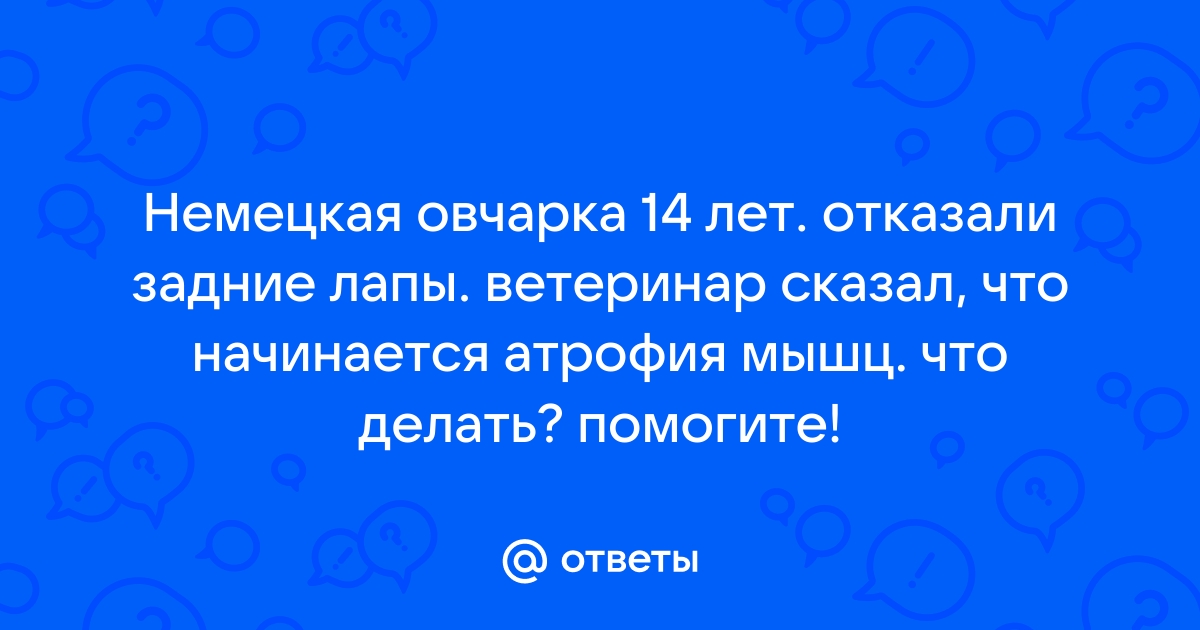 У собаки отказали задние лапы