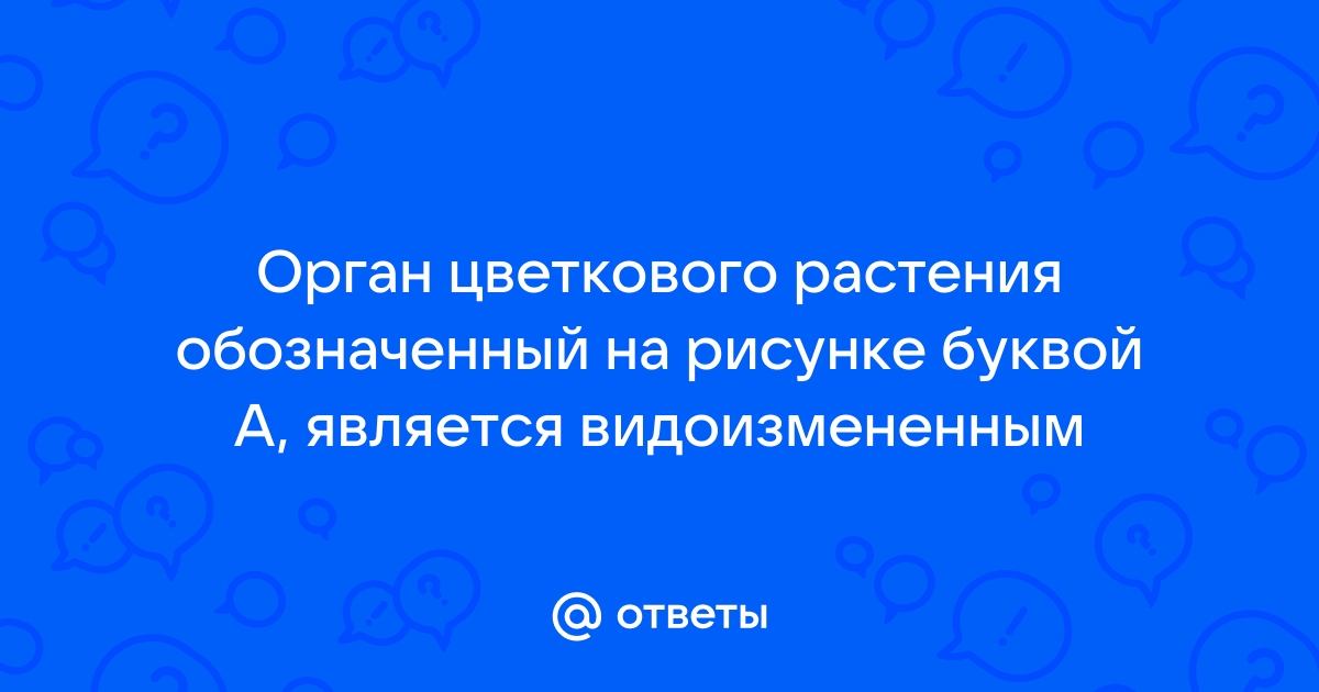 Орган цветкового растения обозначенный на рисунке буквой а является