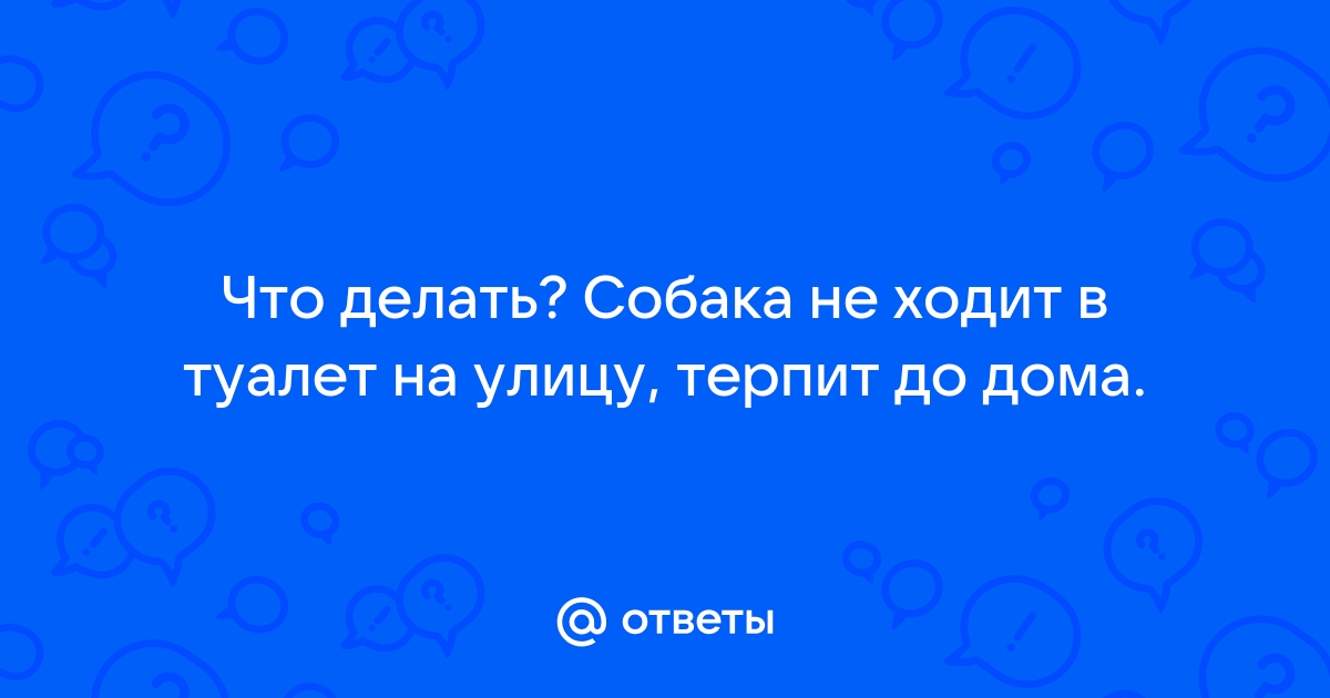 Запор у собаки: что делать и как помочь собаке при запоре дома | Royal Canin