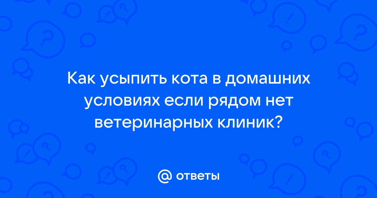 Уличный больной кот. Отвезти усыпить или не брать грех на душу??