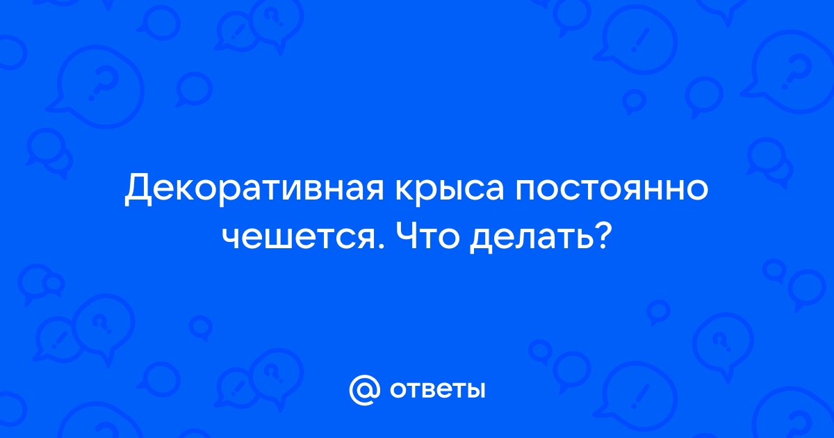 Крыса чешется – почему и что делать | VK