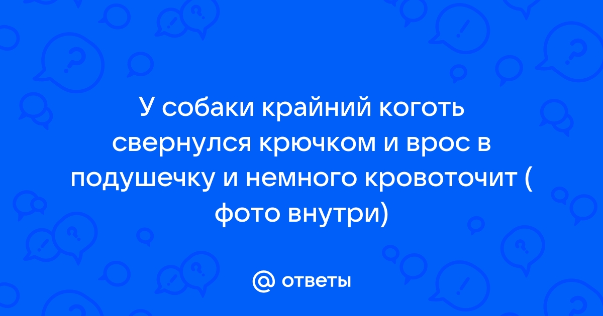 Как правильно постричь собаке когти?