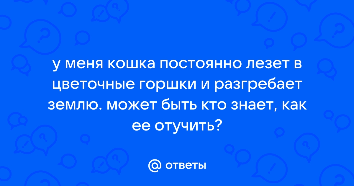 Как раз и навсегда отучить кошку выгребать землю из цветочного горшка | Сто 