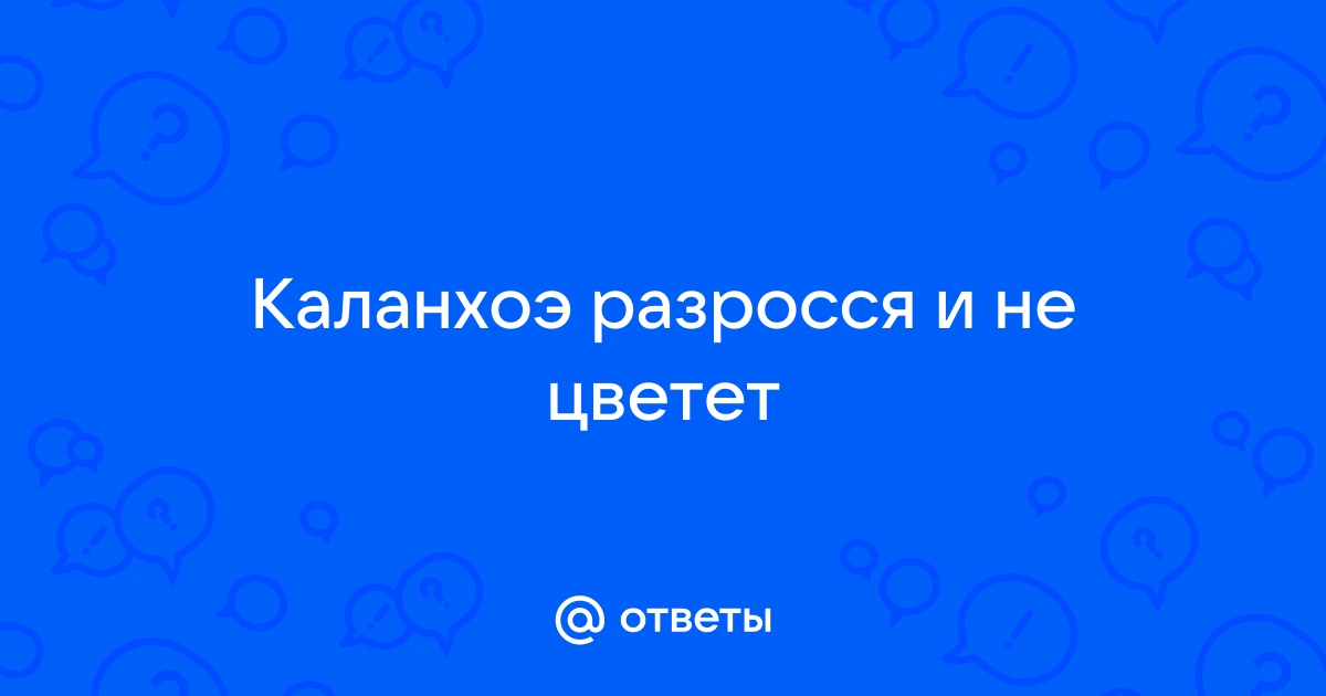 Как заставить каланхоэ обильно цвести в домашних условиях