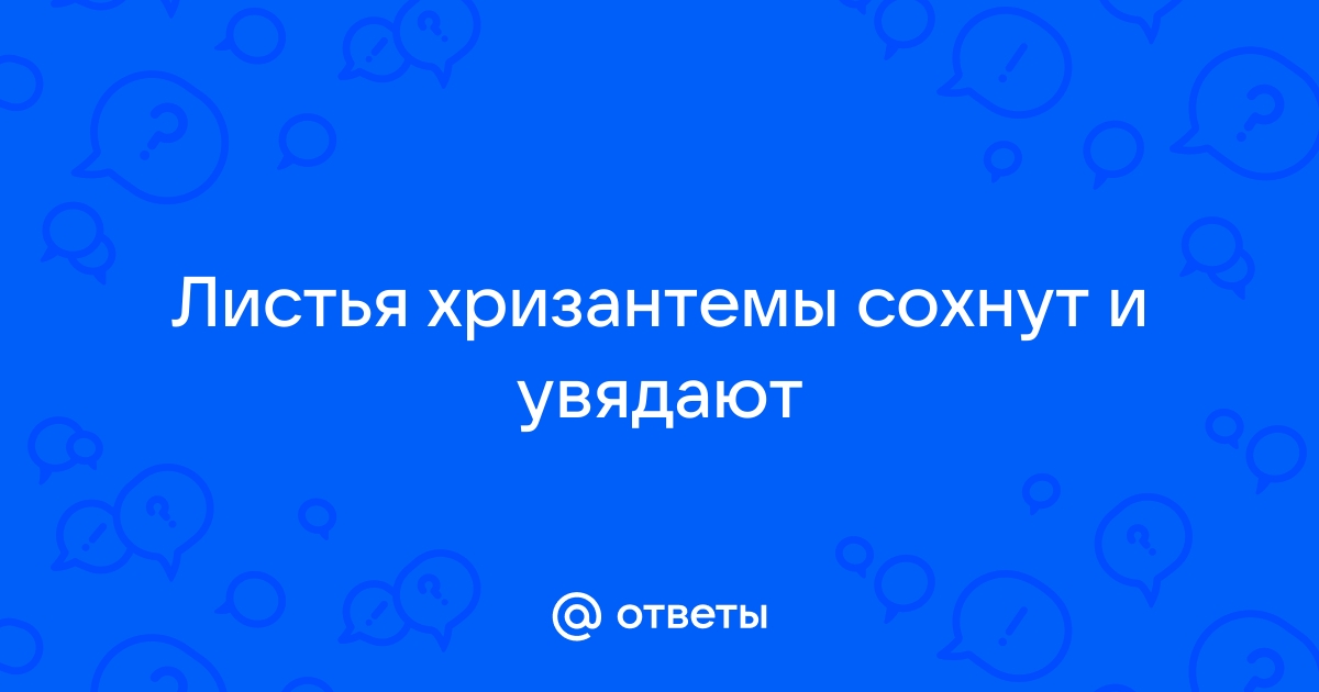 Помогите спасти хризантемы в горшках