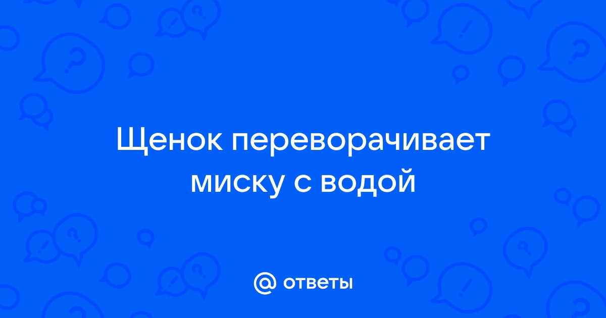 Почему собака таскает миску