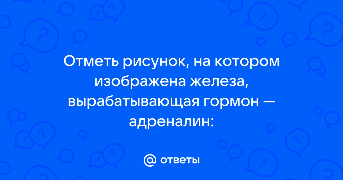 Найди рисунок на котором изображена железа вырабатывающая гормон адреналин