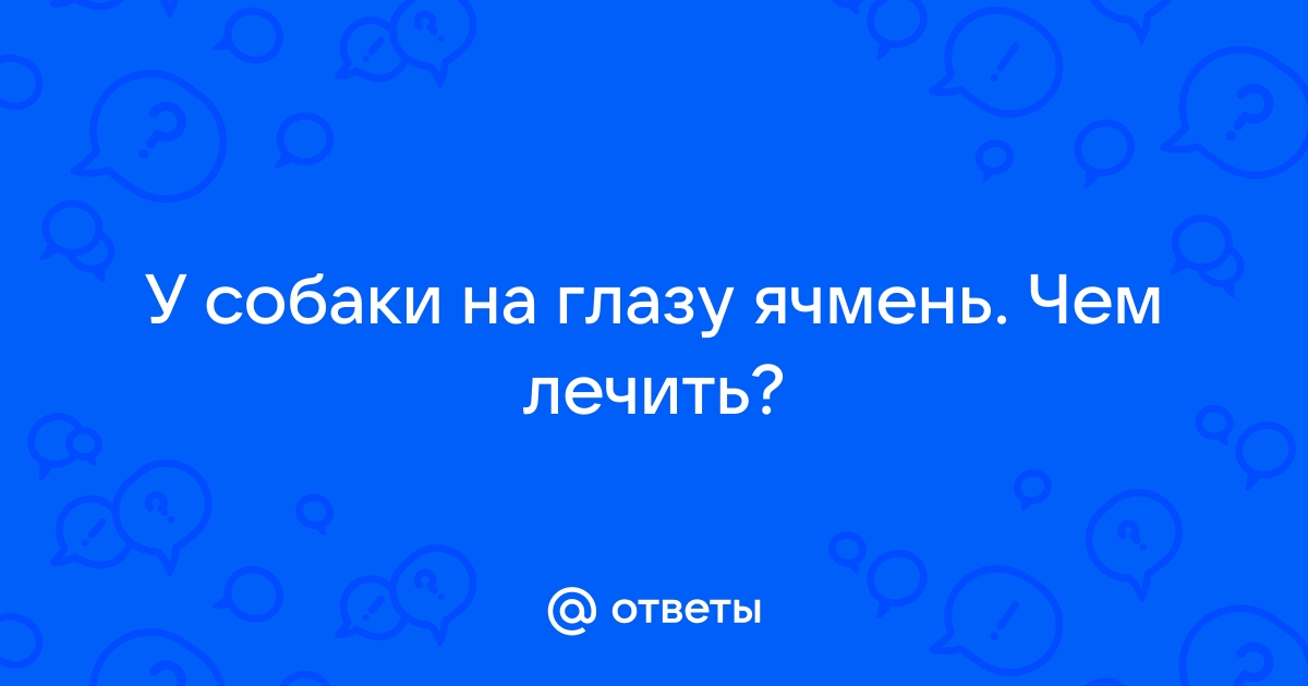 Конъюнктивит у собаки | Лечение, симптомы | Клиника Zoo-Vision Спб