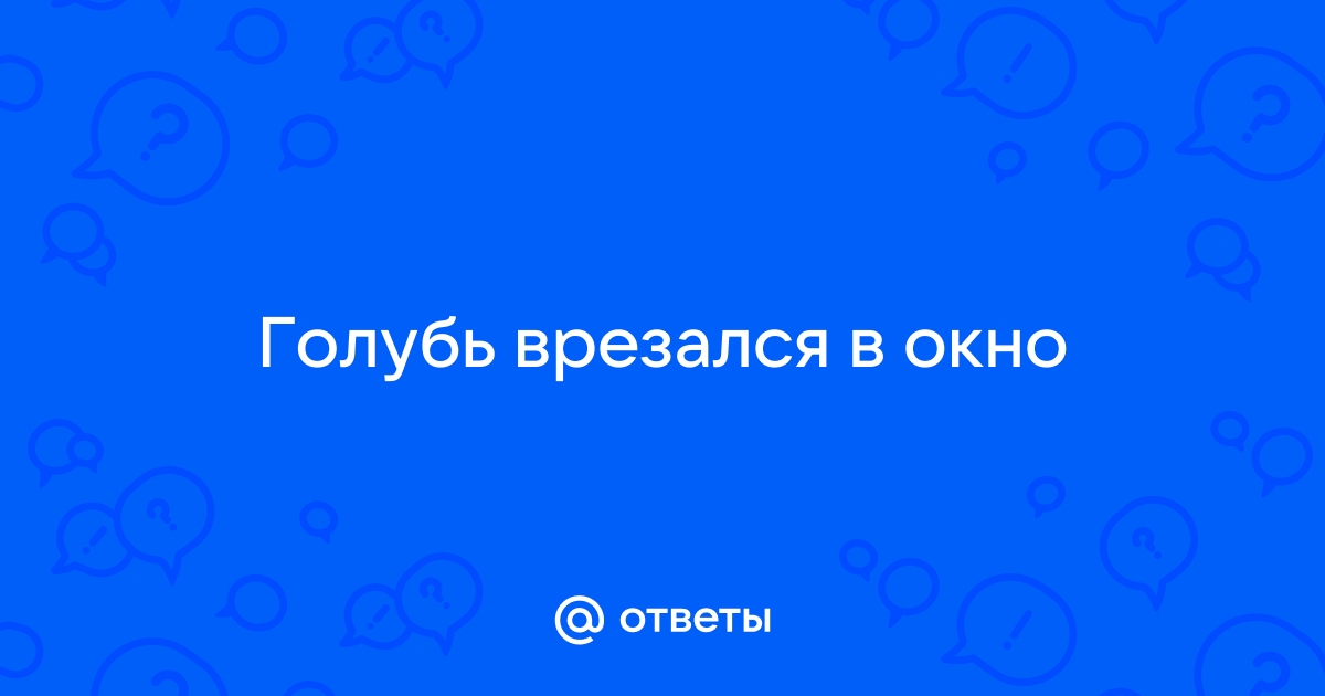 К чему птица бьется в окно: толкование народной приметы