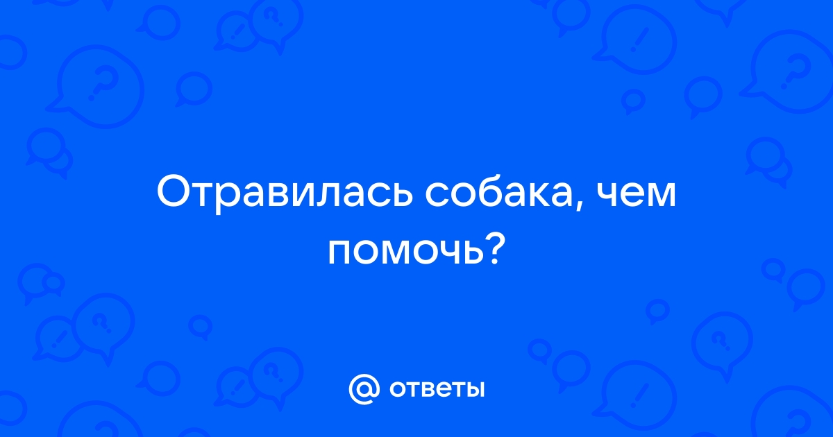 Симптомы отравления у собак. Первая помощь при интоксикации | Блог ветклиники 