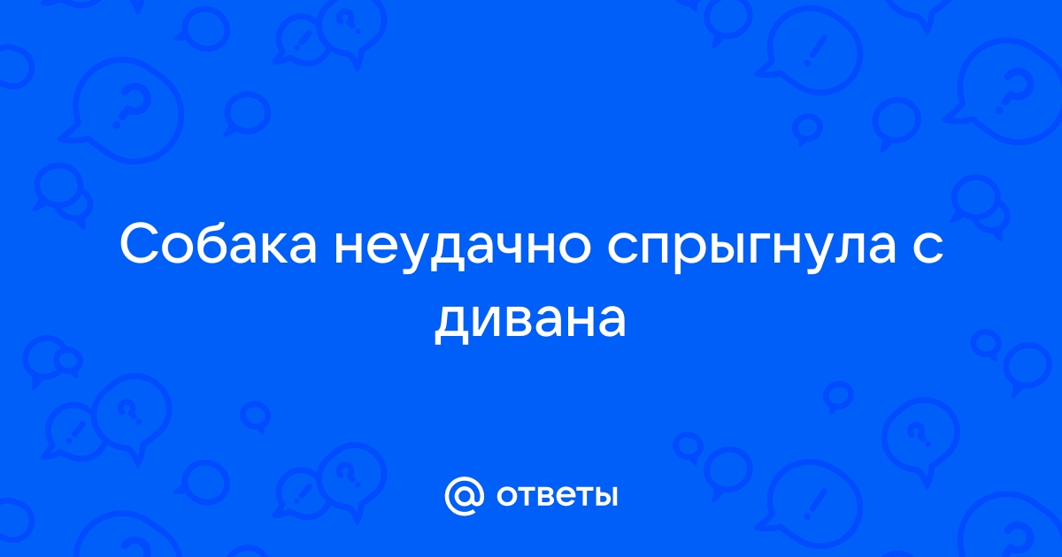 Собака неудачно спрыгнула с дивана