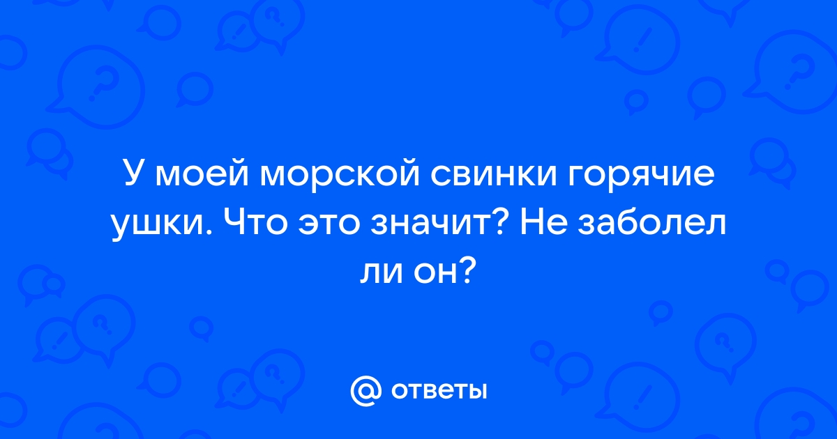 FAQ (вопрос/ответ) - Питомник морских свинок 