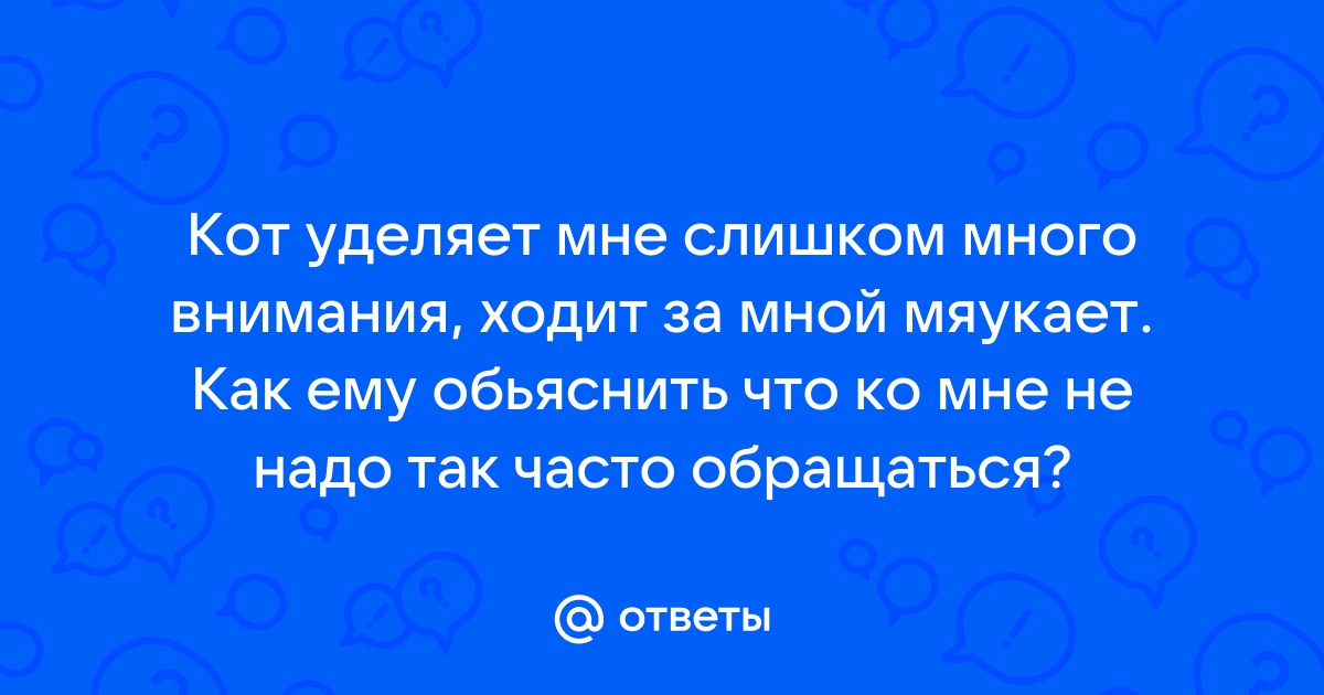 Ответы Mailru: Кот уделяет мне слишком много внимания, ходит за мной