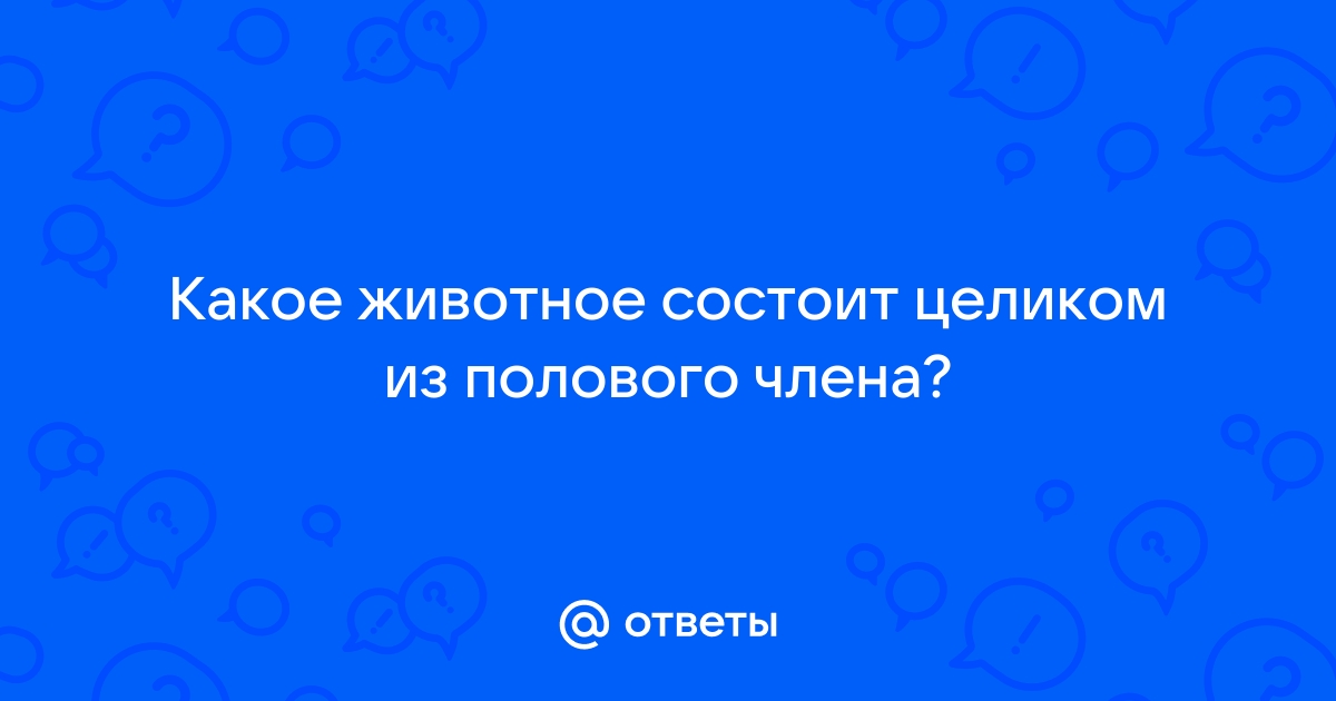 Строение мужской половой системы