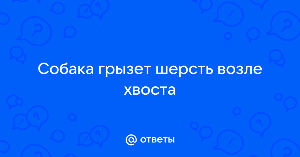 Собака грызет лапы – причины, что делать?