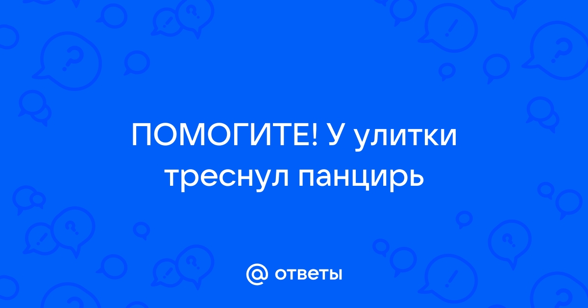 У улитки сломался панцирь, что делать и в каком порядке