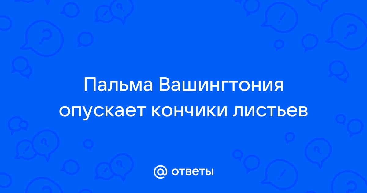 У Юкки опустились листья - Пальмы - Все о комнатных растениях и цветах - Форум «Ваш Сад»