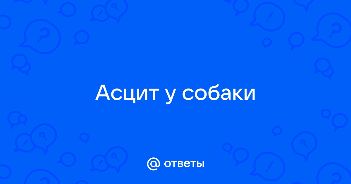 Асцит у собак: лечение, первые симптомы и причины.