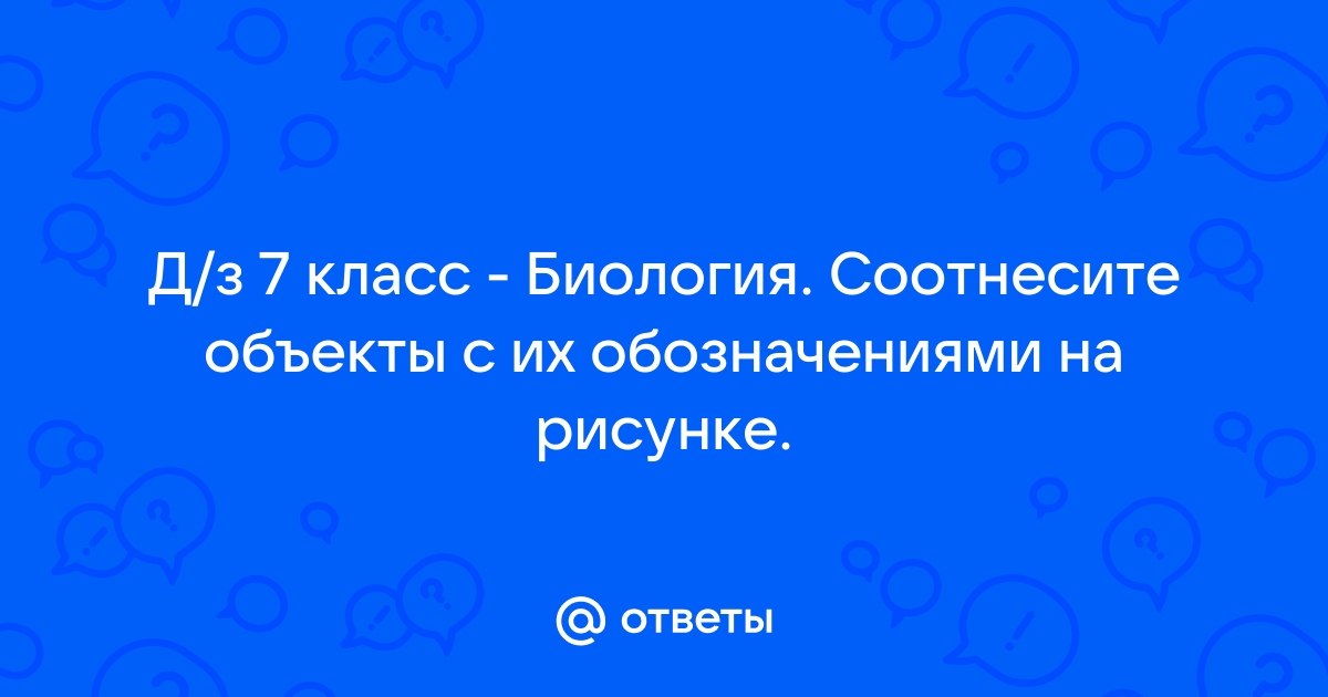 Соотнесите объекты с их обозначениями на рисунке гранула запасных веществ межмембранное пространство