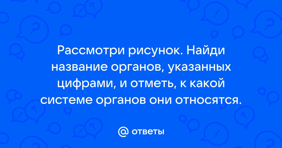 Рассмотри рисунок выбери название органов указанных цифрами и отметь к какой системе органов они