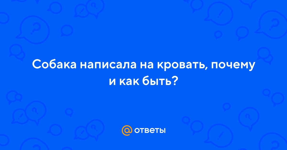 Собака специально написала на кровать