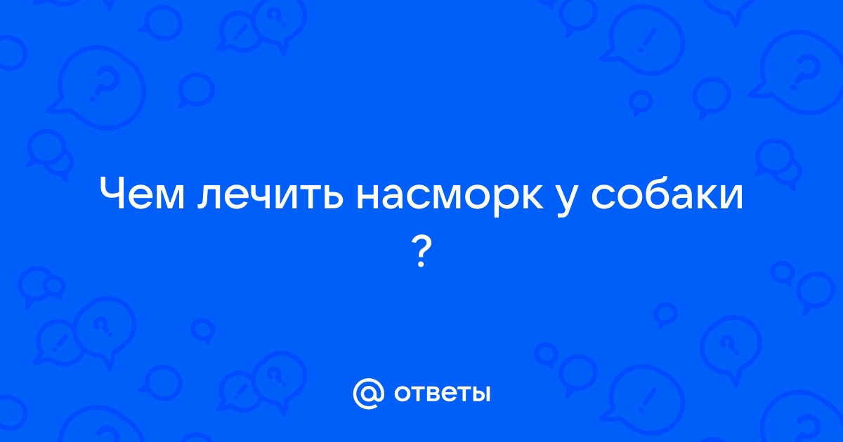 Простуда у собаки: симптомы, лечение и профилактика