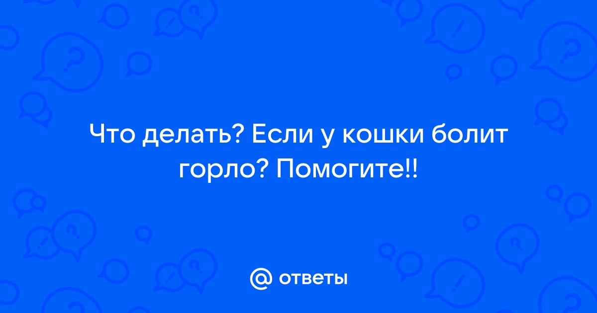 Лечение фарингита у кошек: определение симптомов в ветеринарной клинике Живаго