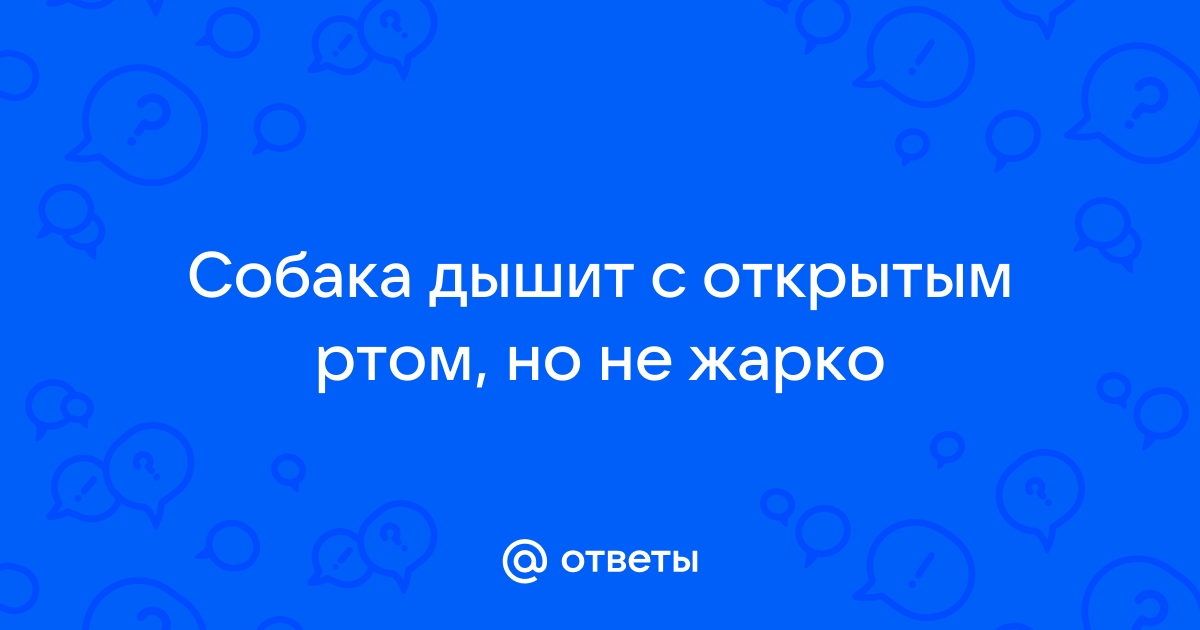 5 причин тяжелого дыхания у собак - ветклиника 