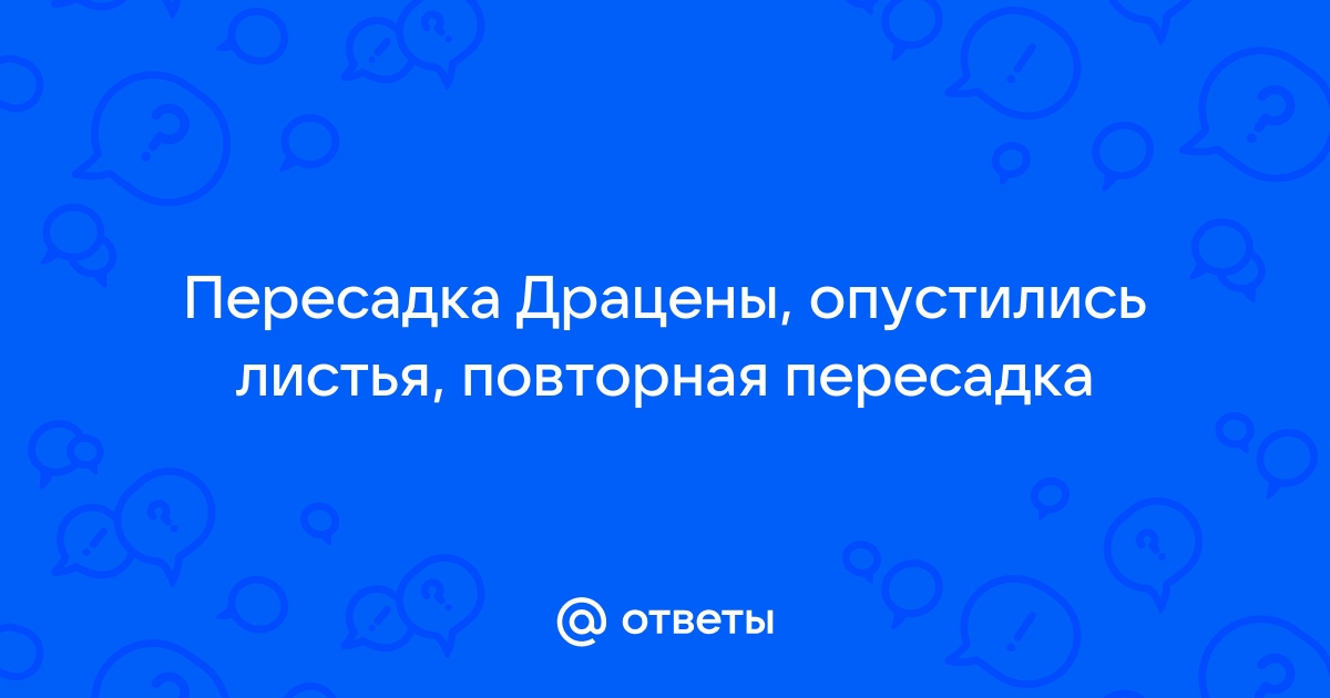 Что делать, если драцена опустила листья вниз