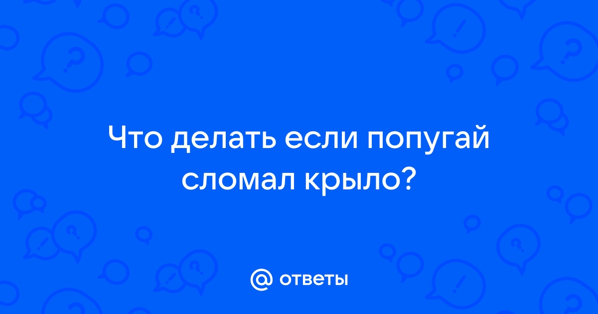 Лечение переломов у птиц. Помощь при переломах крыльев и лап