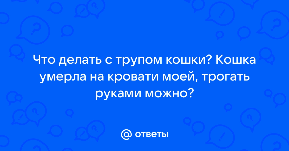 Ответы Mail.ru: Что делать с трупом кошки? Кошка умерла на кровати моей,  трогать руками можно?