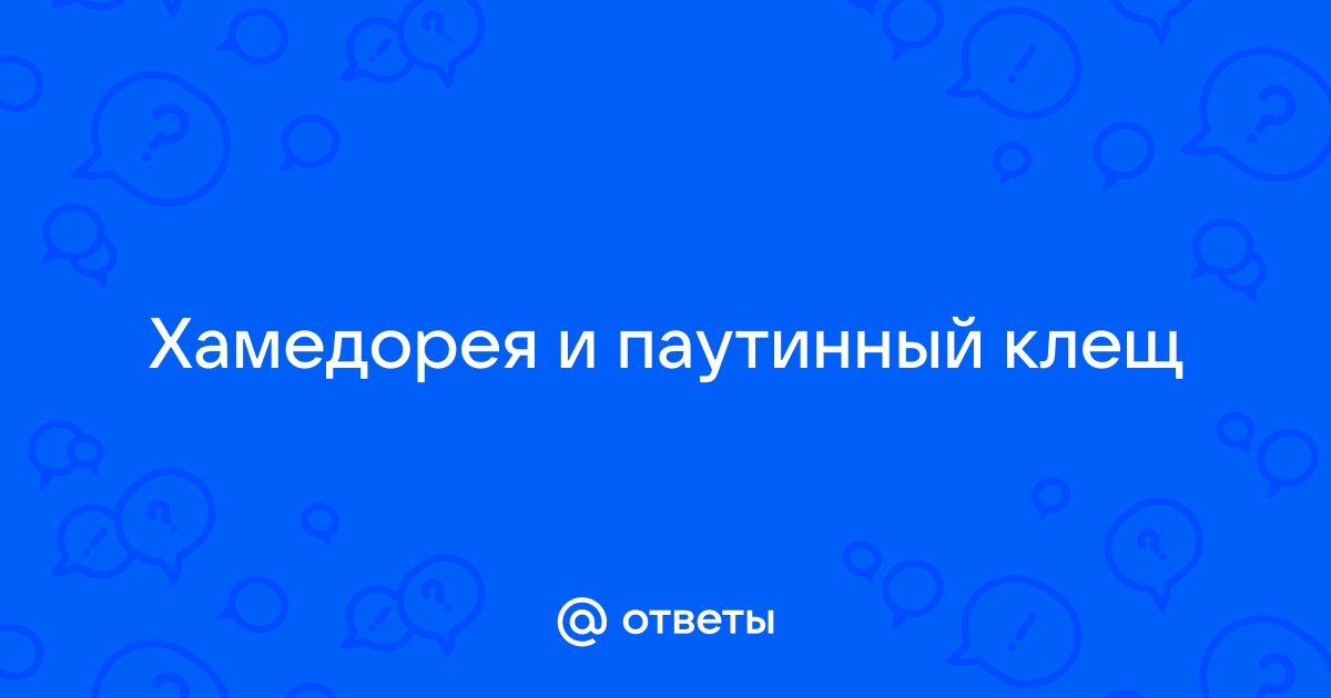 Ответы astudiomebel.ru: Хамедорея и паутинный клещ