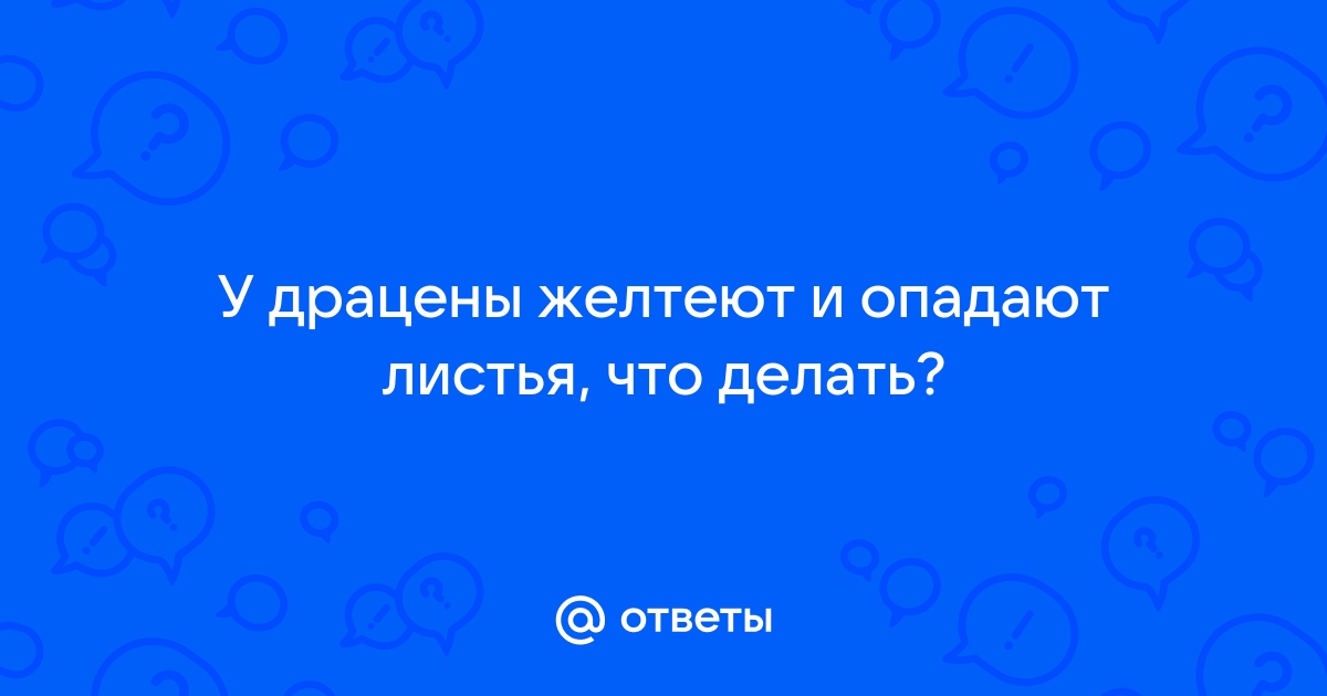 Основные причины желтизны листьев драцены