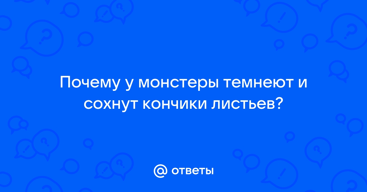 Что нужно делать, если у монстеры желтеют или опадают листья?