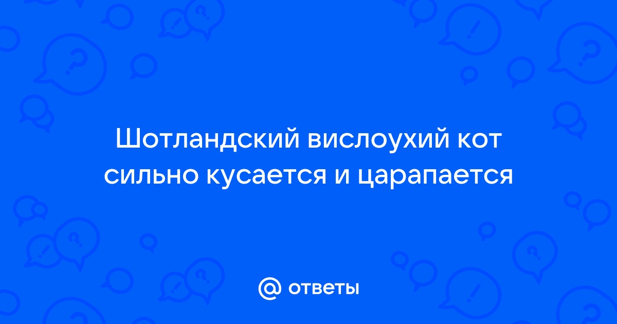 почему шотландский котенок кусается и царапается | Дзен