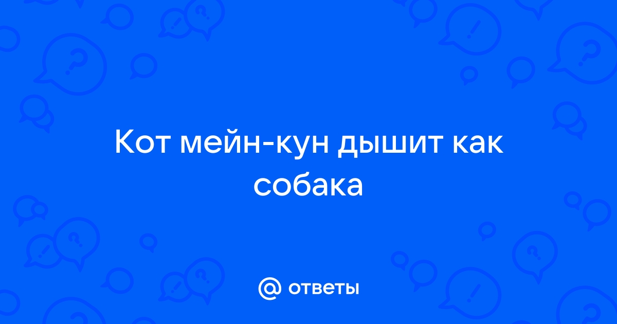 Почему кошка дышит с открытым ртом? - Ветеринарная клиника МВЦ «Два сердца» в Санкт-Петербурге