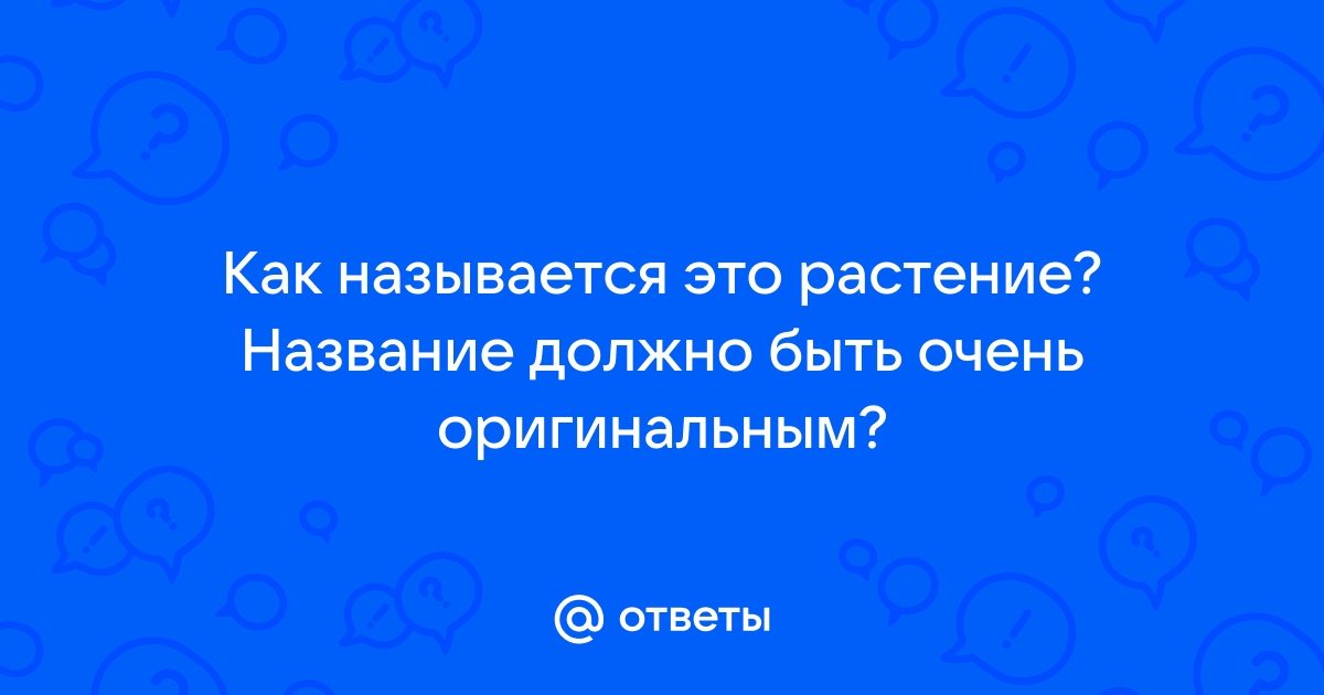 Подмаренник цепкий: описание, виды и фото, меры борьбы с сорняком, полезные свойства