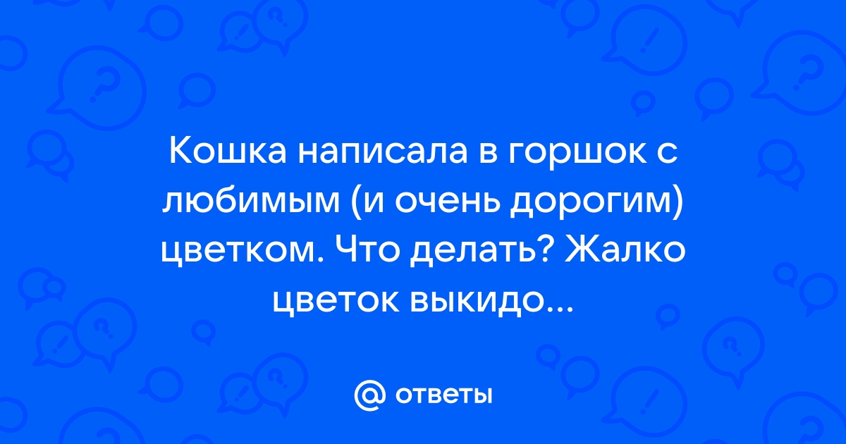 Что делать, если кошка постоянно роет землю в цветочном горшке?