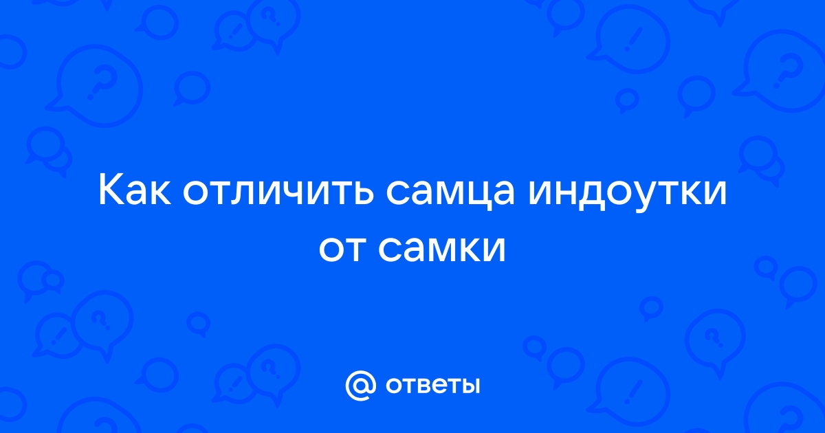 Как отличить селезня индоутки от самки