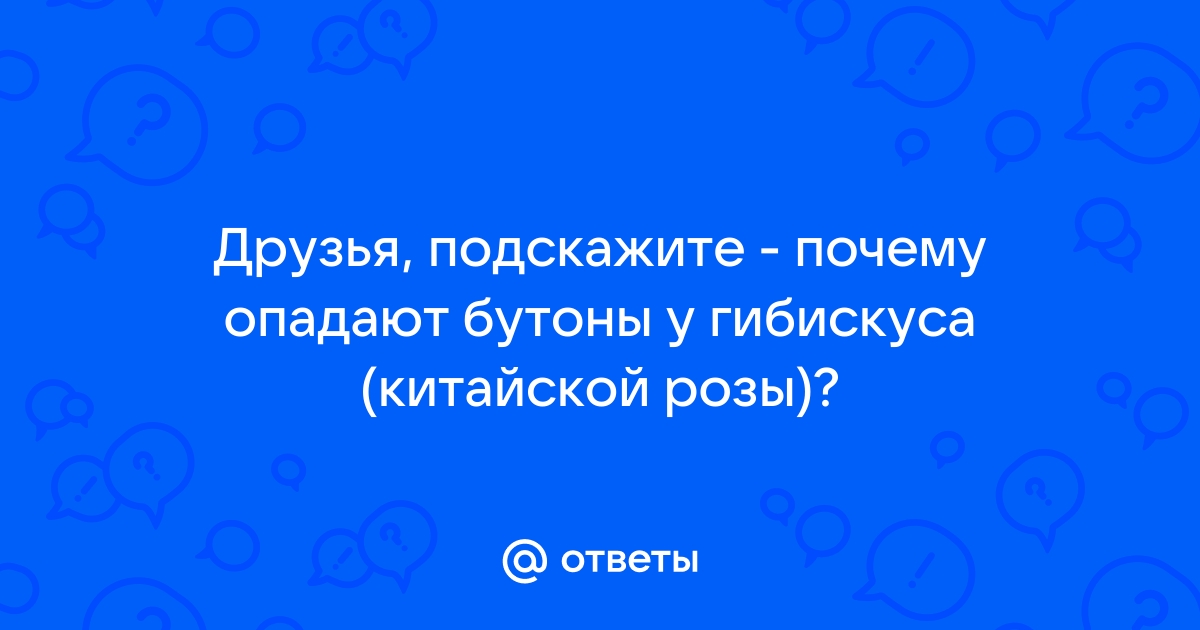 У китайской розы опадают цветы