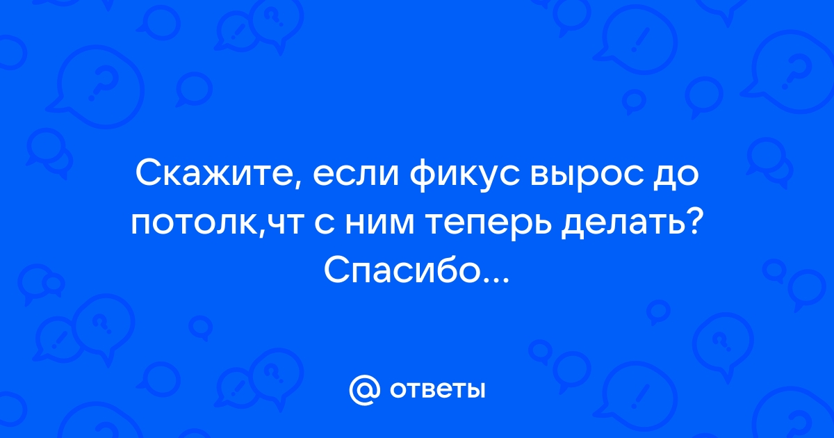 Фикус вырос до потолка что делать