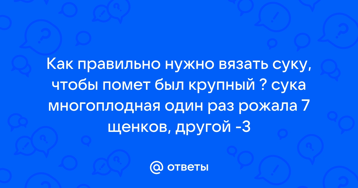 Вязка собак: когда начинать, правила, советы для хозяина - Purina ONE®